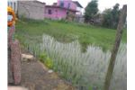 10 Dhur Residential land on Sale at Bharatpur-21,Chitwan.